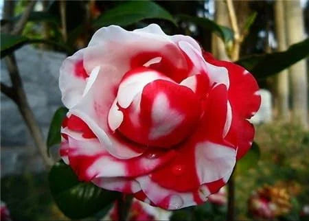 CAMELLIA FLOWERS PLANTS - Naturemart.in