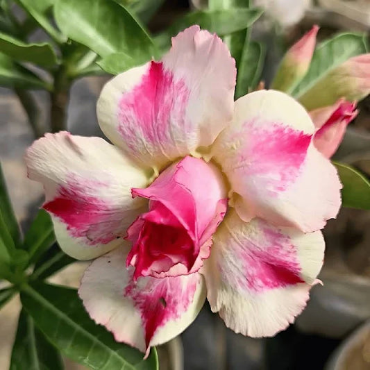 Adenum Rose Variety Grafting Flower Plants - Naturemart.in