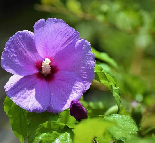Hybrid Blue Hibiscus Flower Plant - Naturemart.in