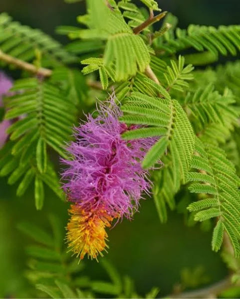 Shami Plant - Naturemart.in