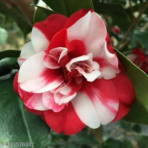 Camelia Flowers Plant For Gardening - Naturemart.in