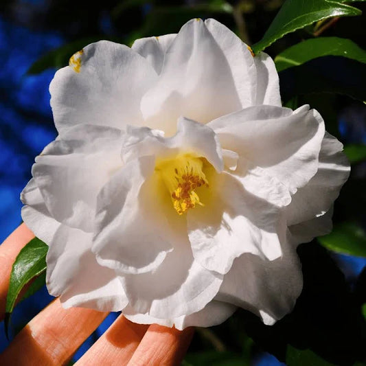 CAMELLIA FLOWERS PLANTS - Naturemart.in