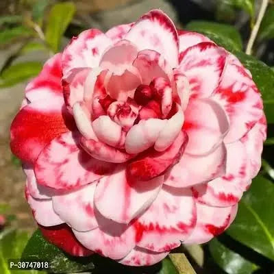 CAMELLIA FLOWERS PLANTS - Naturemart.in