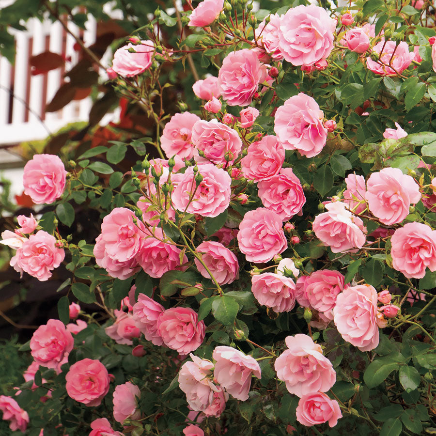 Climbing Rose Plant For Gardening - Naturemart.in