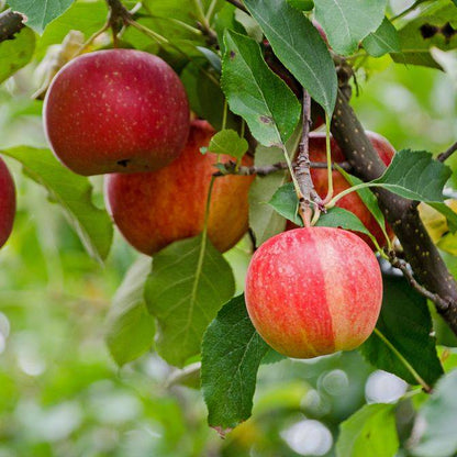 Apple Fruit Plant For Gardening - Naturemart.in