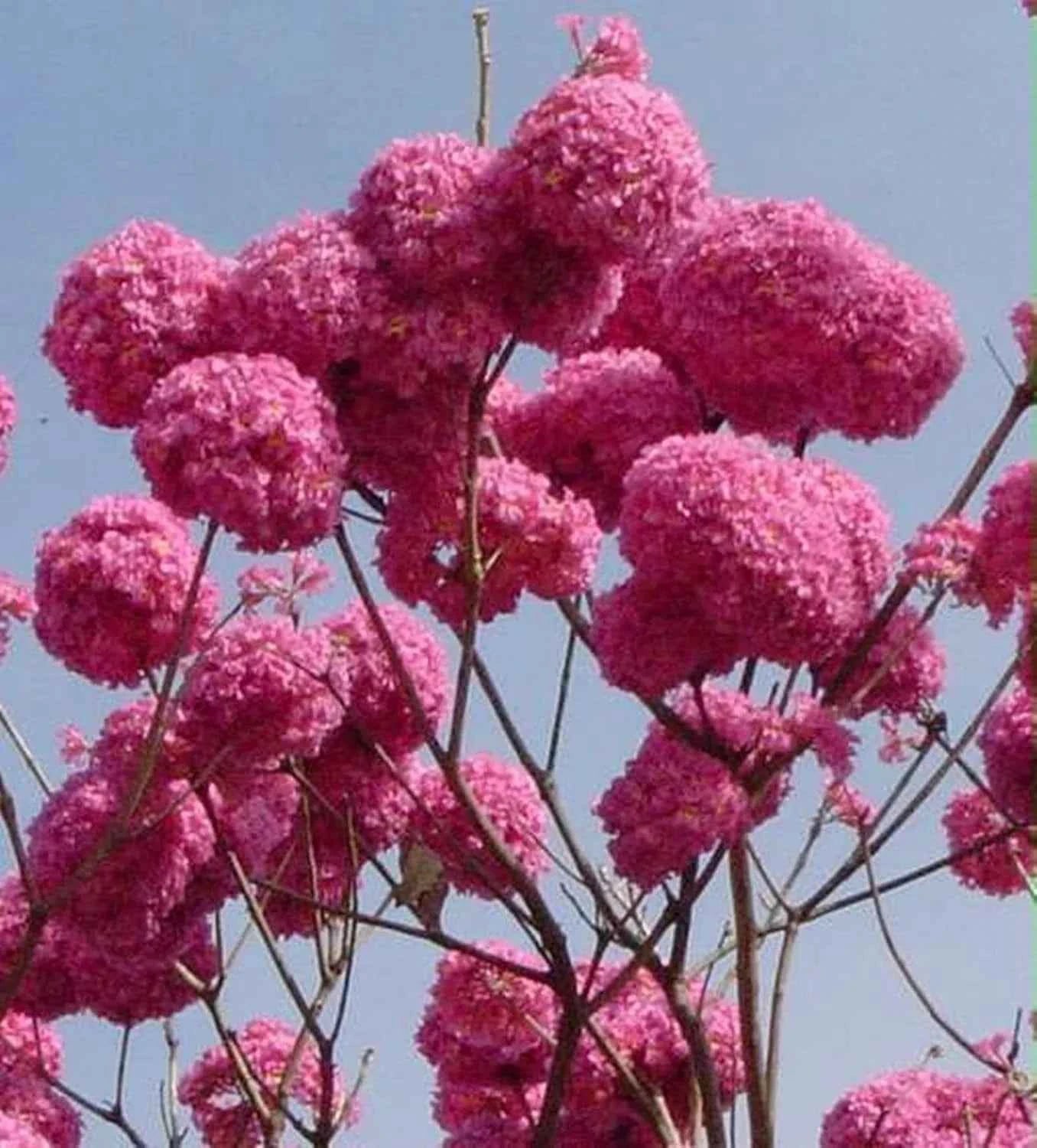 Tabebuia Rosea (Rosy Trumpet Tree)