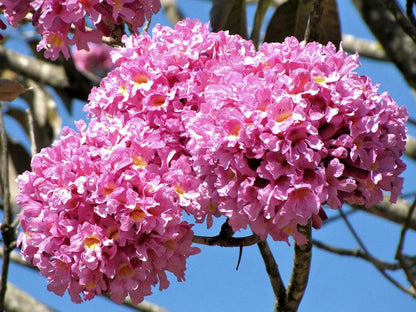 Jacaranda ( pink) Flowers Plants For Home Garden - Naturemart.in
