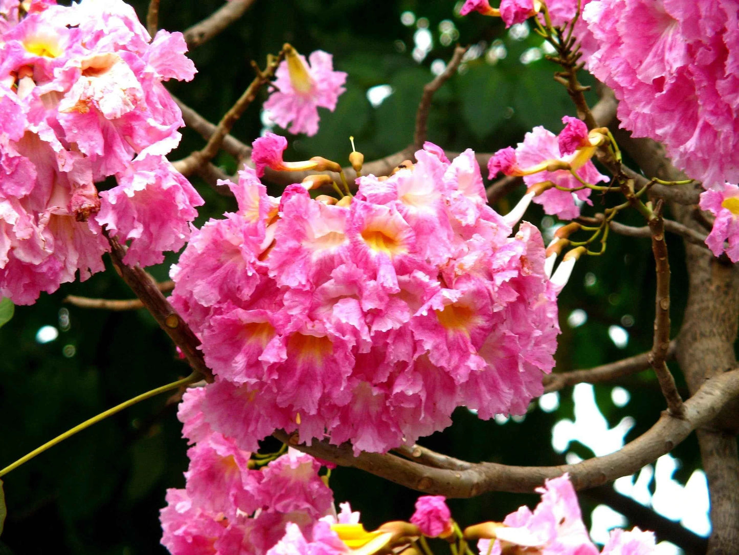Tabebuia Rosea (Rosy Trumpet Tree)