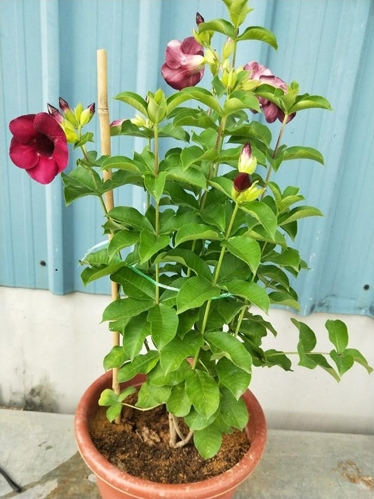 Allamanda Flowers Plant-Red Colour - Naturemart.in