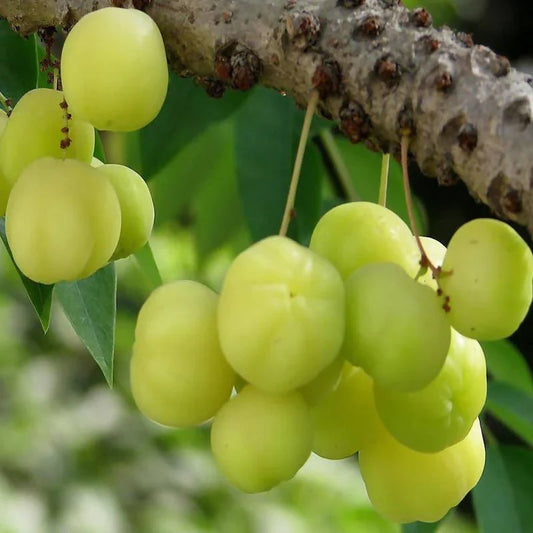 Star Gooseberry/Phyllanthus Acidus- Fruit Plants & Tree - Naturemart.in