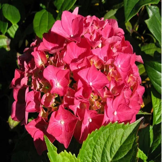 Hybrid Hydrangea Plant For Gardening - Naturemart.in