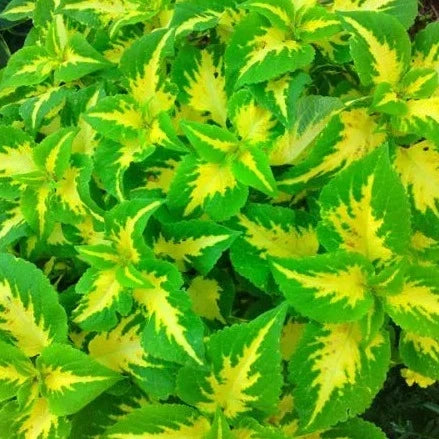 Coleus(Green) Flowers Plants - Naturemart.in