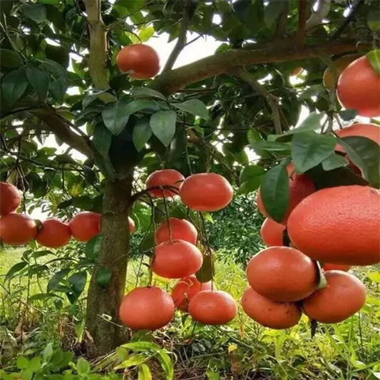 Pomelo Orange Plant (Red Colour) - Naturemart.in