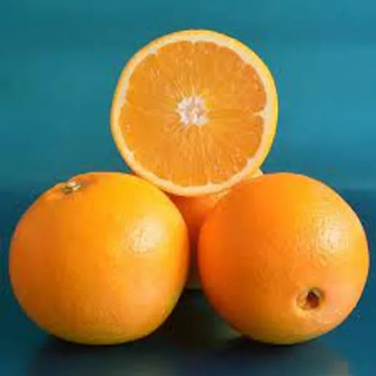 Washington Navel Orange Plant-Grafted - Naturemart.in