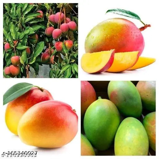 Gulab Khas Mango Plant (Grafted) - Naturemart.in