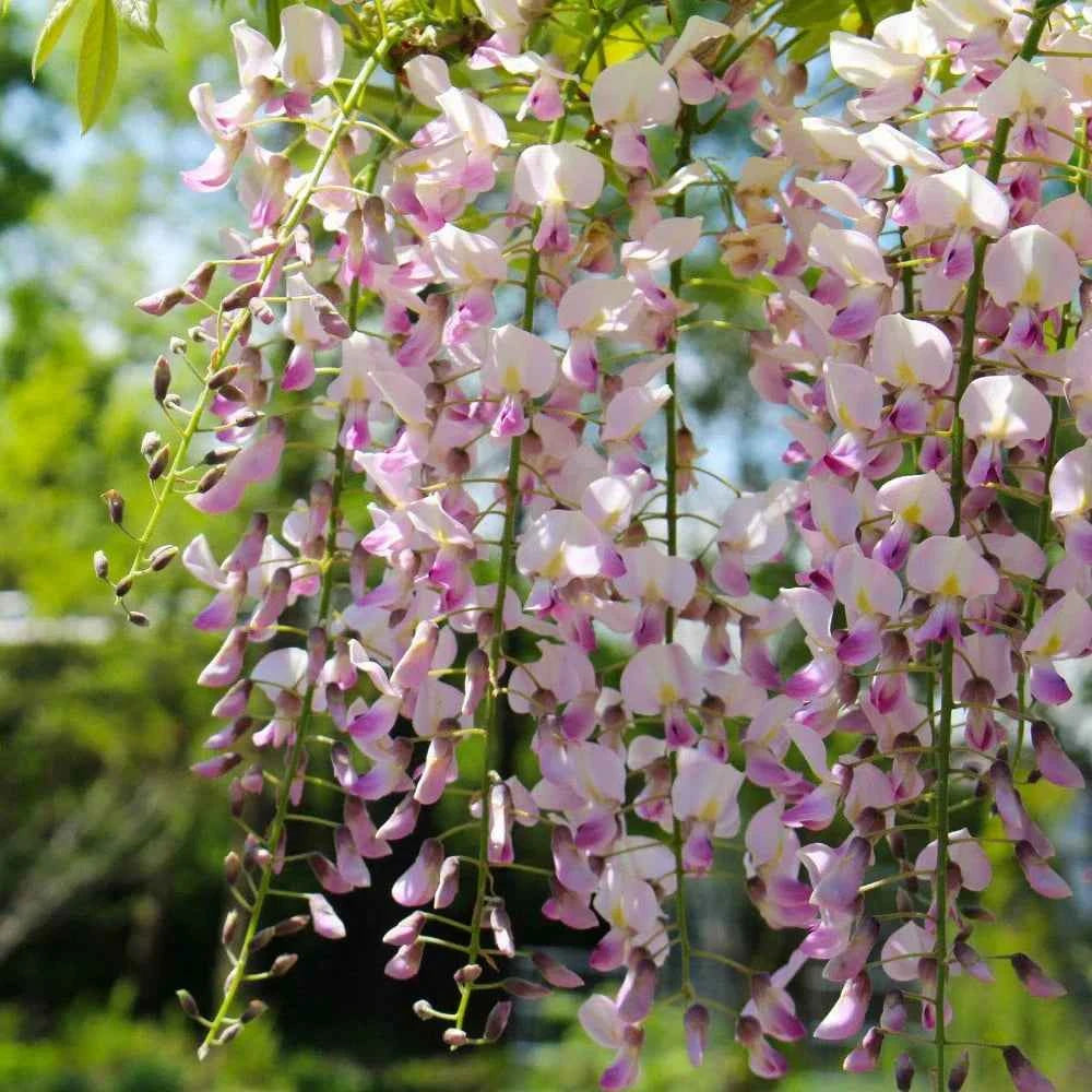 Wisteria Sinensis Flower Plant(Pack of 1)
