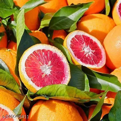 Moro Blood Orange Fruit Plant - Naturemart.in