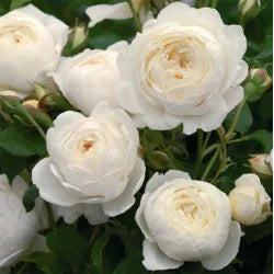 Climbing Rose Flower Plants (White) - Naturemart.in