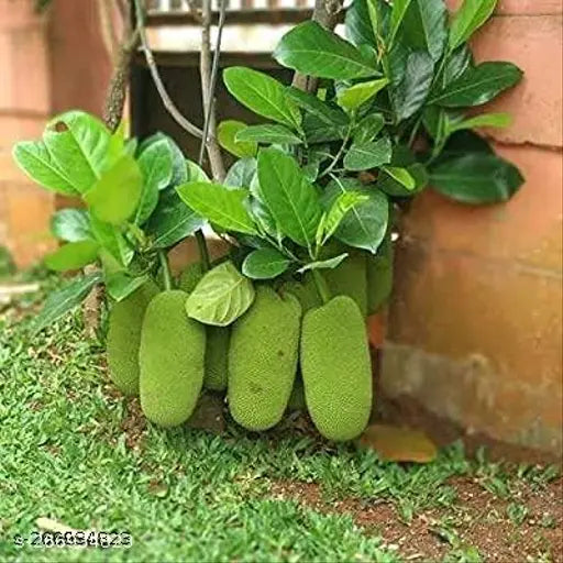 Vietnam Super Early Jack Fruit Plant - Naturemart.in