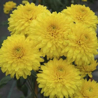 Chrysanthemum Flower Plant (Chandramallika) - Pack of 1