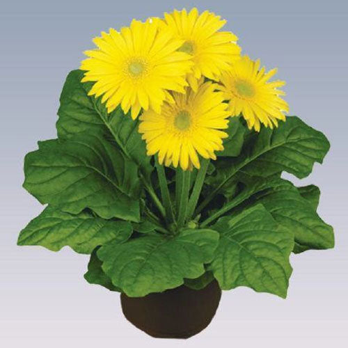 Gerbera  Perennial Flower Plant (Yellow) - Naturemart.in