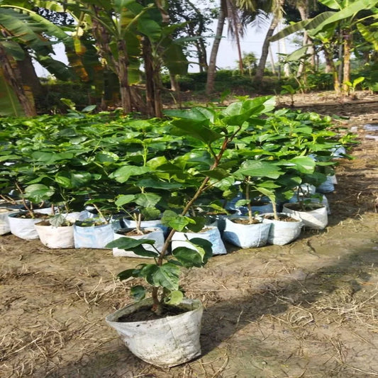 American Yellow Thoka Hibiscus Plant - Naturemart.in