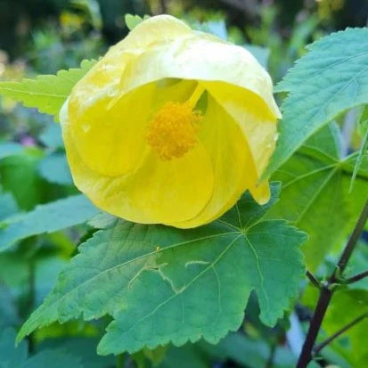 Yellow Lantern Hibiscus Flower  Plant - Naturemart.in