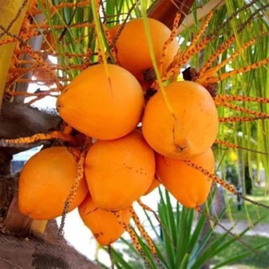 Kera Sankara Coconut Fruit Tree - Naturemart.in