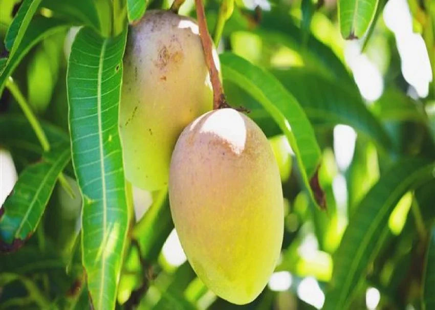 Hybrid Himsagar Mango Fruit Plant - Naturemart.in