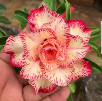 Rose Variety Adenum Flower Plant For Home Garden - Naturemart.in