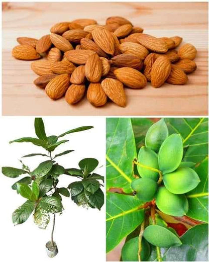 Green Almond Fruit Plant For Gardening