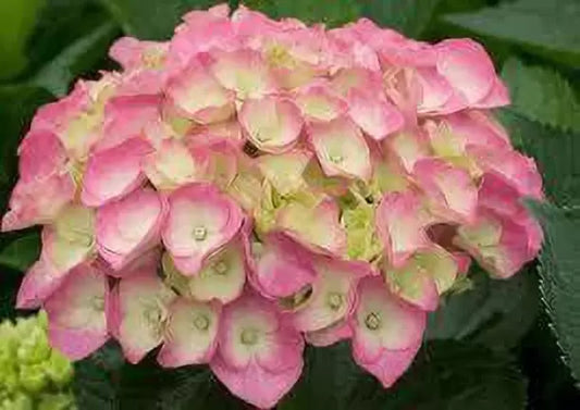 Hybrid Hydrangea Plant - Naturemart.in