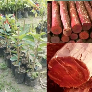 Rare Red Sandalwood plant / Lal Chandan Plant - Naturemart.in