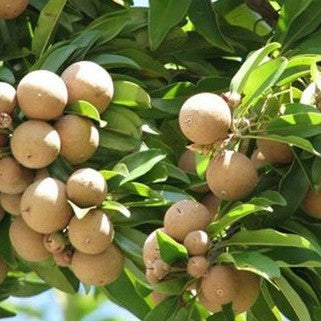 Cricket Ball Chiku(Grafted)plant - Naturemart.in